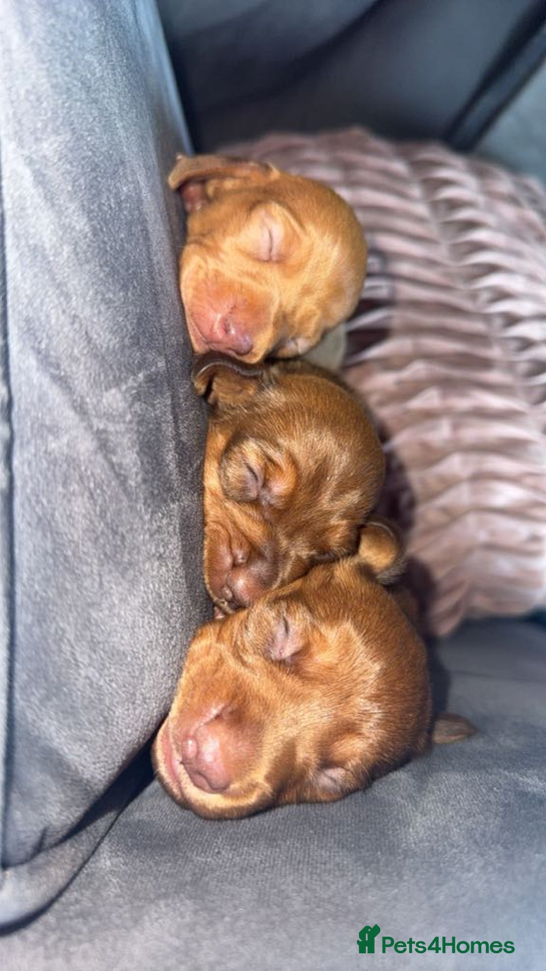 Miniature Dachshund dogs for sale: 3 gorgeous miniature daschunds - Image 13