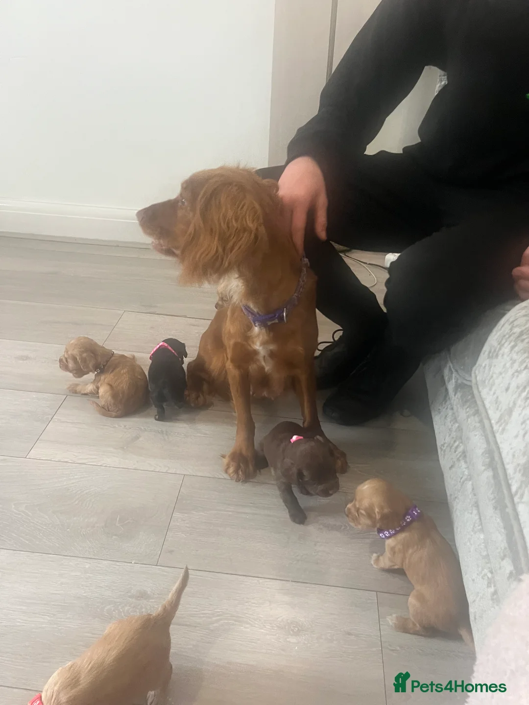 Cockapoo dogs for sale: cokerpoo puppies  in Wakefield - Advert 38