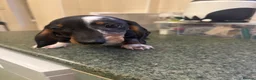 Dachshund dogs for sale: 5 playful dachshund pups avail  - Advert 6
