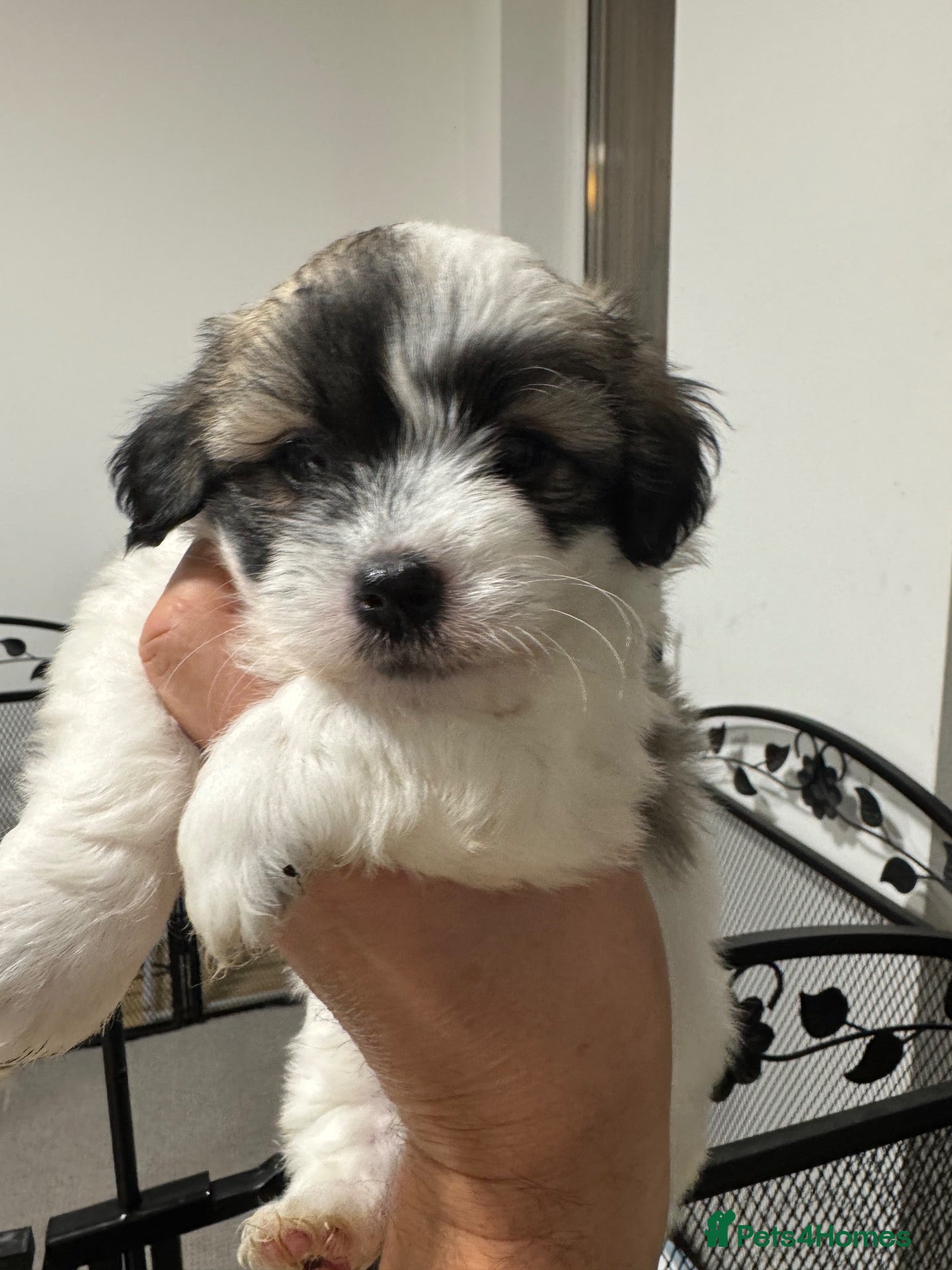Coton De Tulear dogs for sale: Coton de tulear puppies for sale.  - Advert 16