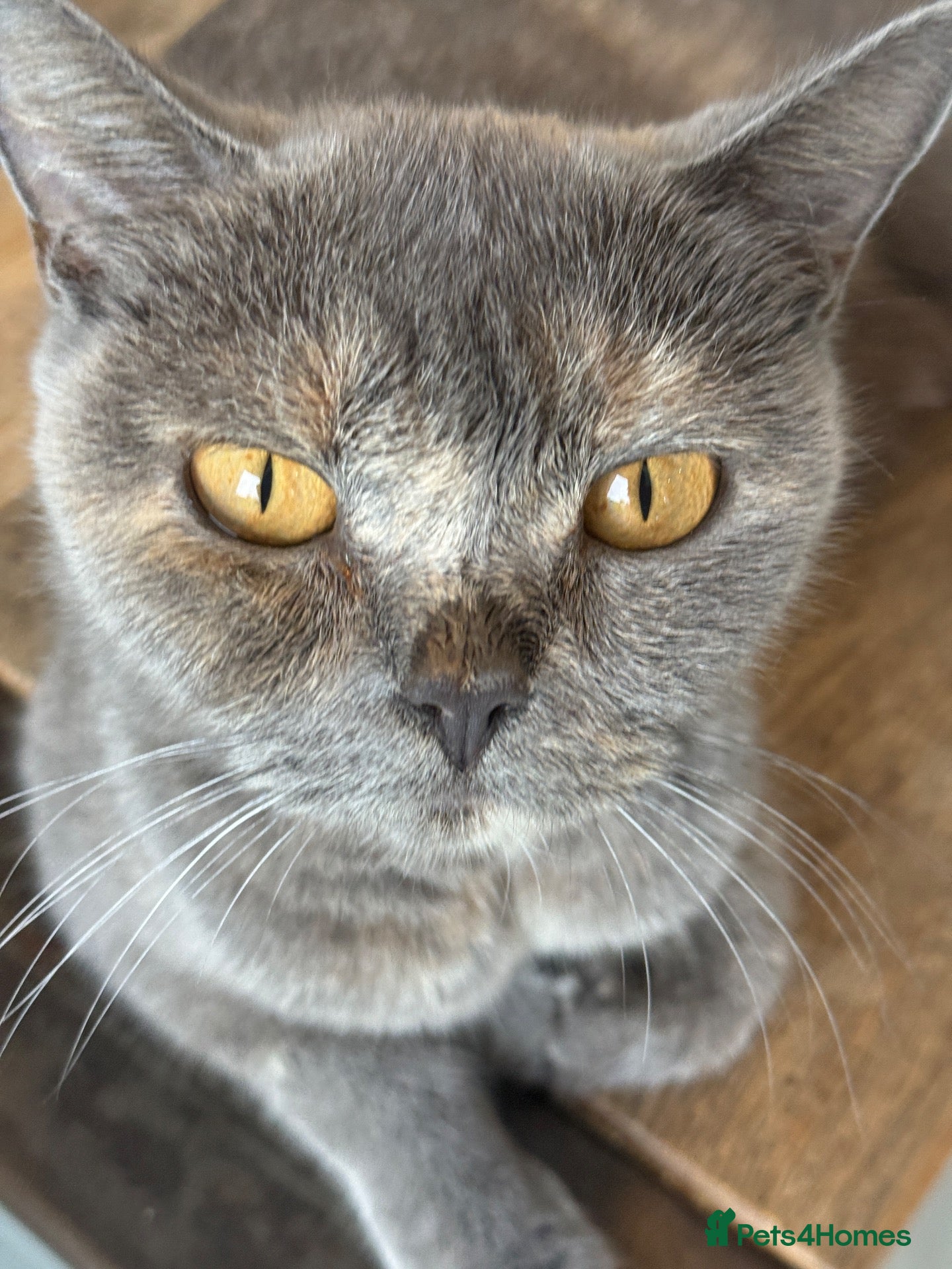 British Shorthair cats for sale: Stunning Litter of Mixed Colour Shorthairs - Advert 1