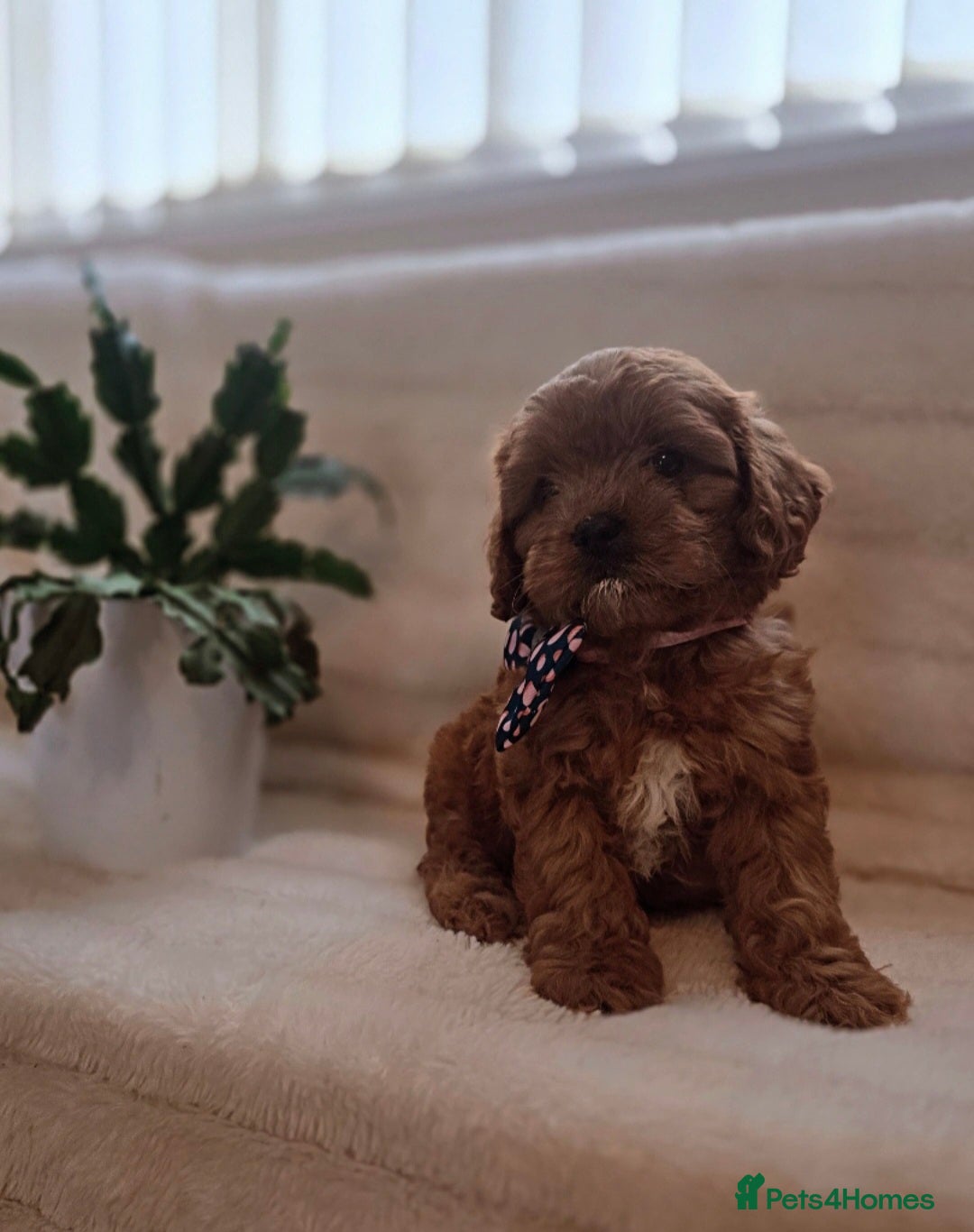 Cavapoo dogs for sale: Ruby red cavapoo puppies  - Image 3