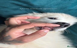 Golden Retriever dogs for sale: Puppy golden retriever 16 weeks - Advert 3