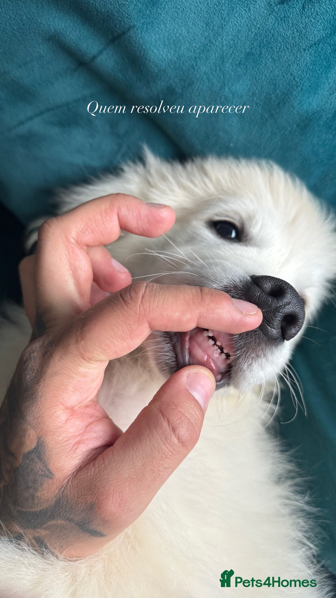 Golden Retriever dogs for sale: Puppy golden retriever 16 weeks - Advert 3