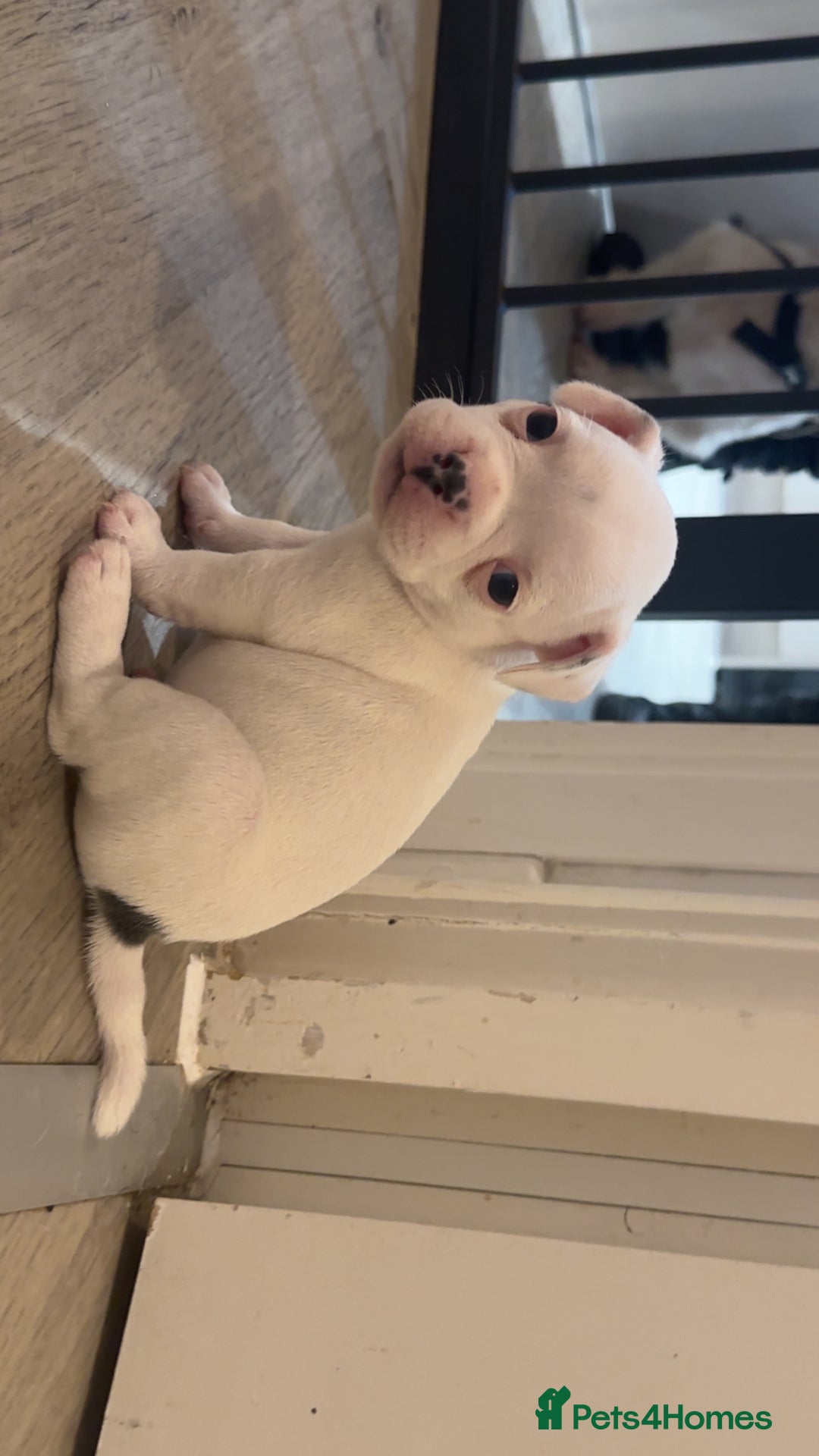 French Bulldog dogs for sale: French bulldog puppies  - Image 7