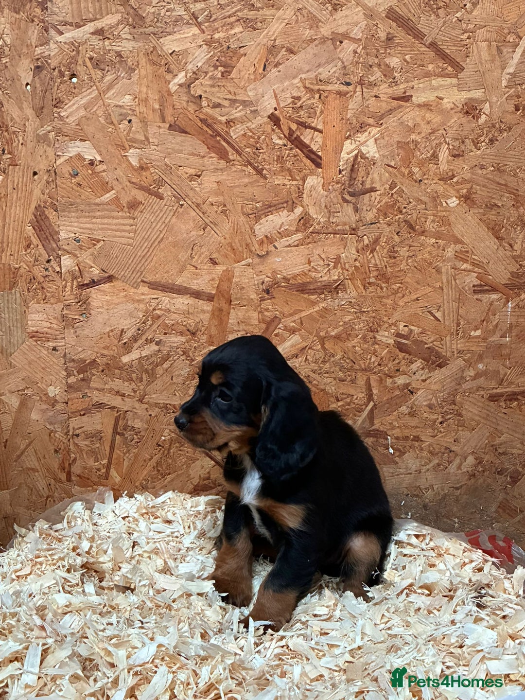 Cocker Spaniel dogs for sale: Working cocker spaniels  - Advert 4