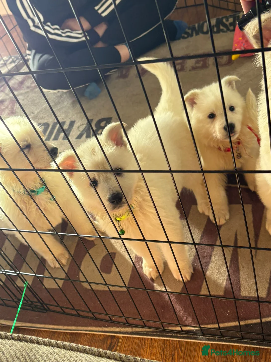 White Swiss Shepherd dogs for sale: Gorgeous white swiss shepherd puppies  - Advert 5