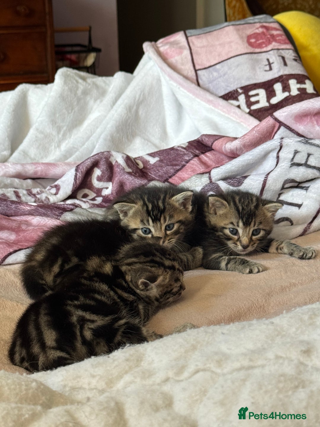 European cats for sale: Tortoiseshell Kittens - November  - Image 3