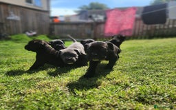 Cane Corso dogs for sale: 💜 gorgeous cane corsos puppies 💜ready in 3 weeks - Image 4
