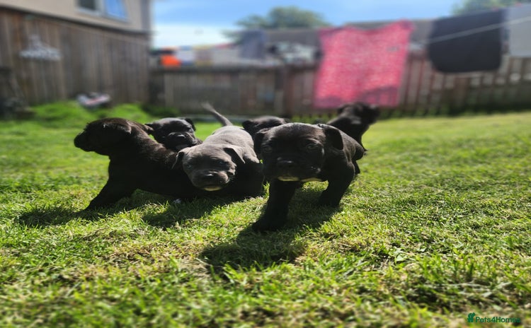 Cane Corso dogs - Advert 9