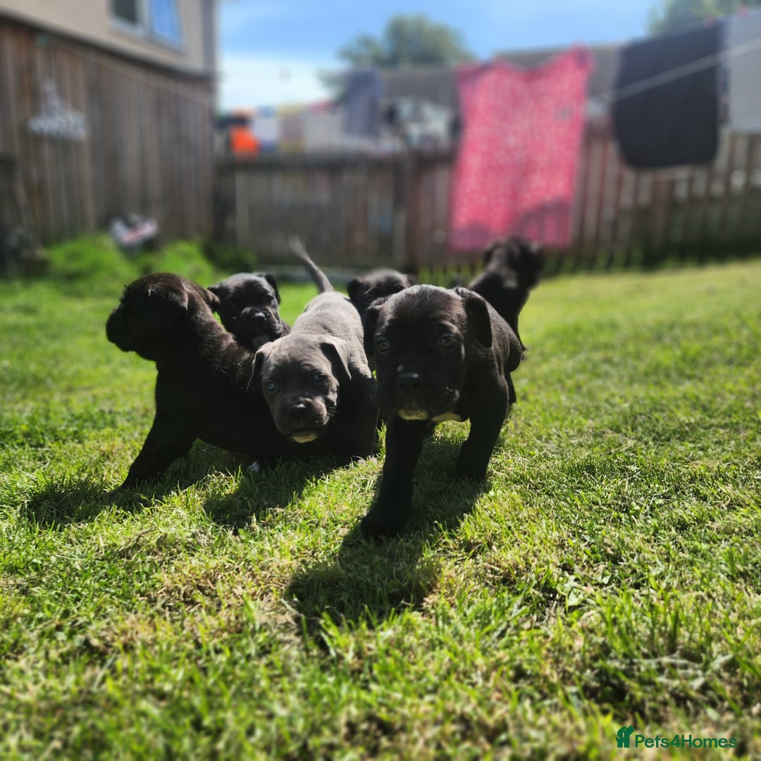 Cane Corso dogs for sale: 💜 gorgeous cane corsos puppies 💜ready in 3 weeks - Image 4