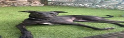 Lurcher dogs for sale: Raven lurcher  - Advert 3