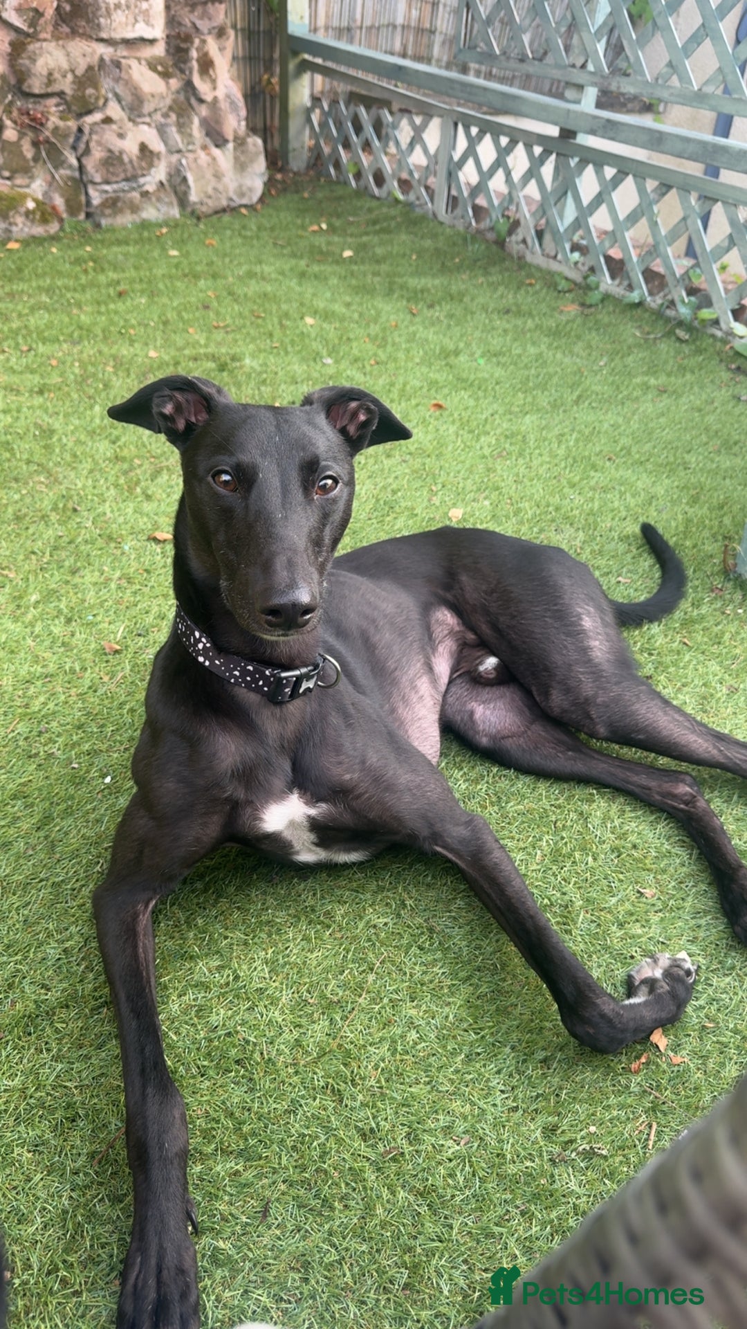 Lurcher dogs for sale: Raven lurcher  - Advert 3