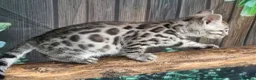 Bengal cats for sale: Stunning full marbled Bengal - Advert 8