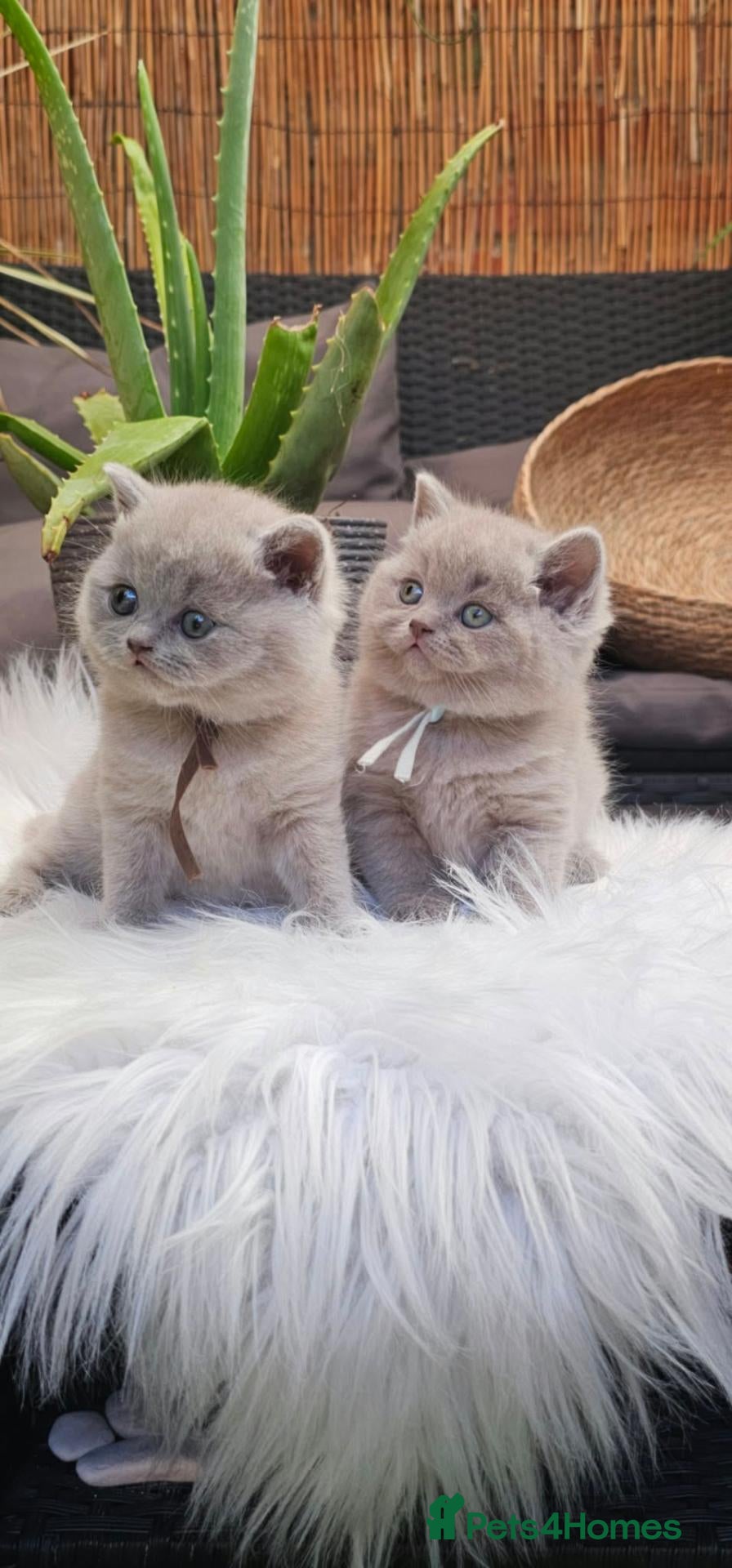 British Shorthair cats British Shorthair Male Kittens - Advert 1