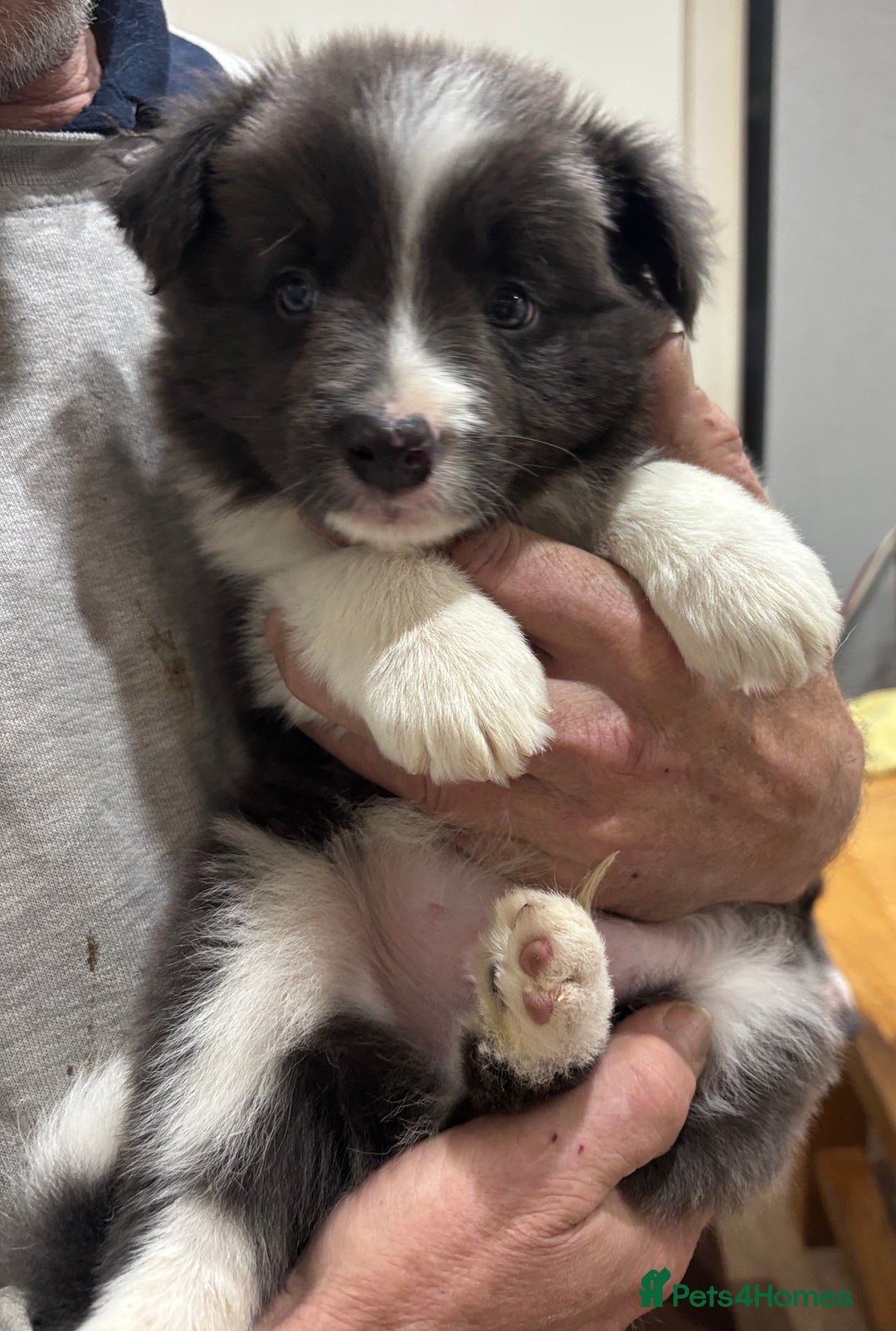 Border Collie dogs for sale:  One Blue & White Boy Available - Advert 7