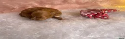 Maltipoo dogs for sale: DNA Asian maltipoo puppies  - Advert 11