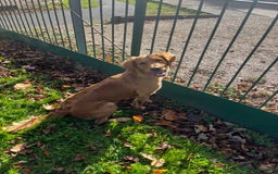 Golden Retriever dogs for sale: Gorgeous litter of 9 Golden Retrievers  - Image 3