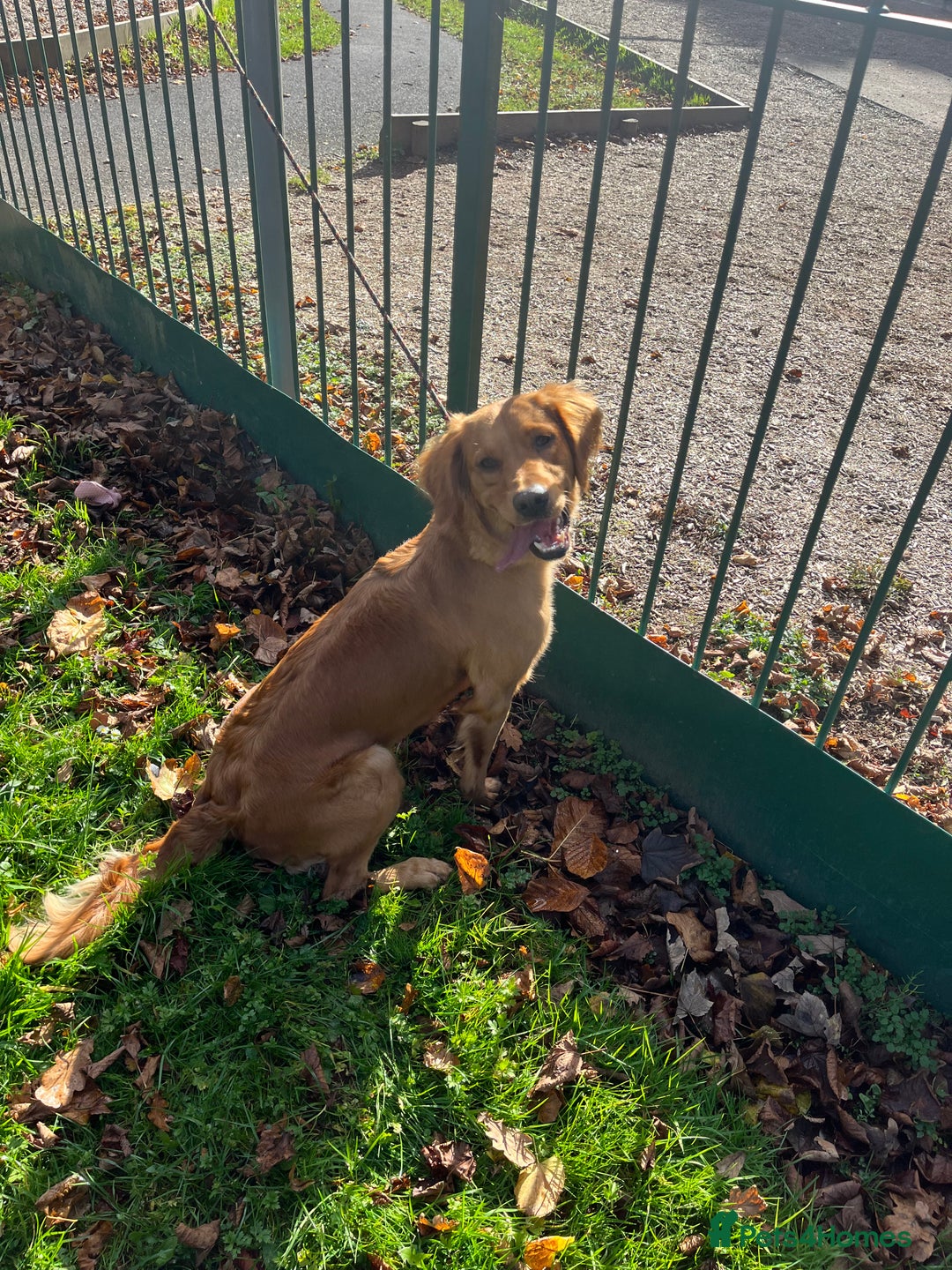 Golden Retriever dogs for sale: Gorgeous litter of 9 Golden Retrievers  - Image 3