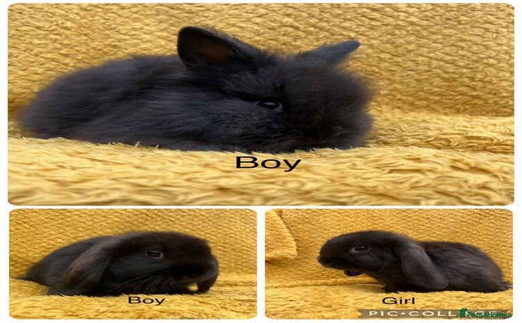 Mini Lop rabbits - Advert 12
