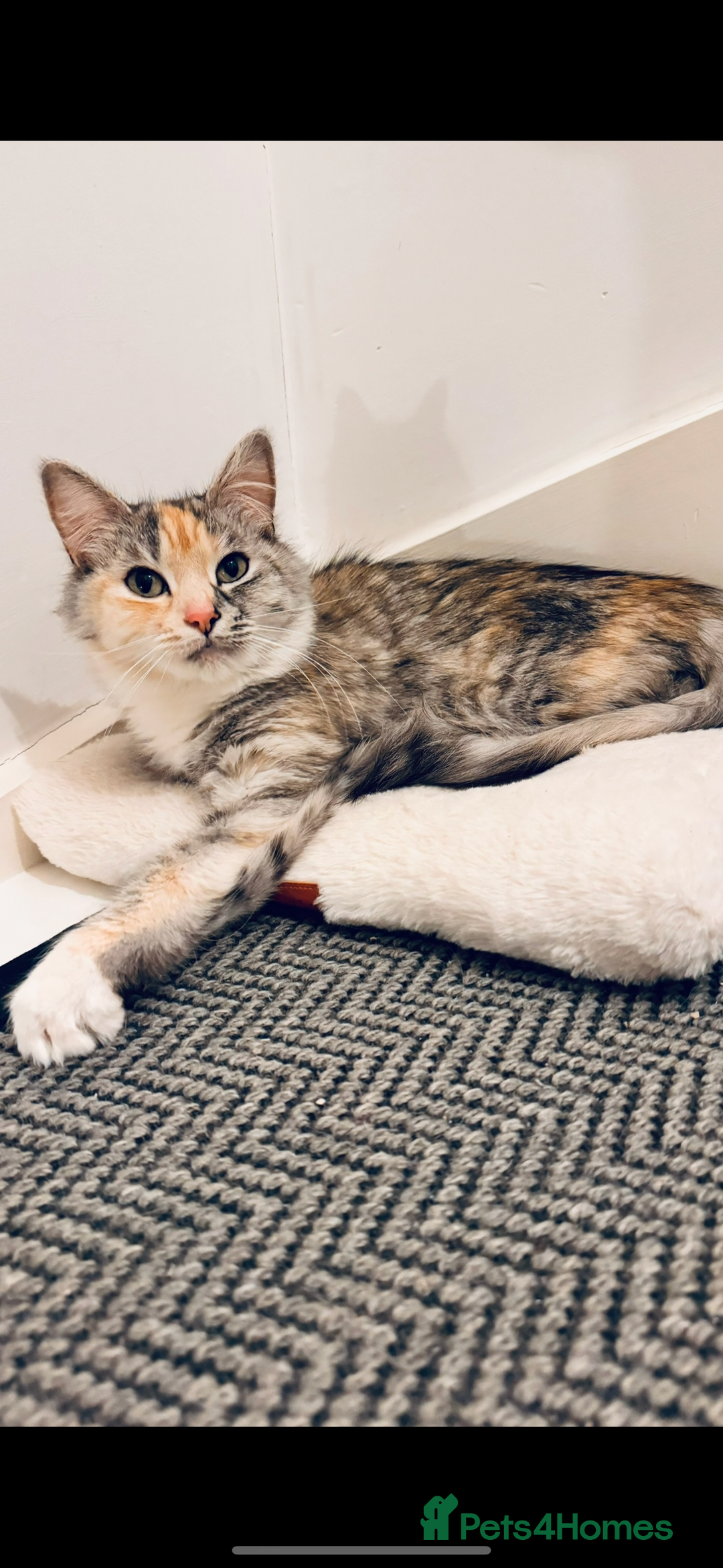 Ragdoll cats for sale: LAST ONE! Pedigree Ragdoll Kittens - REDUCED  - Image 16