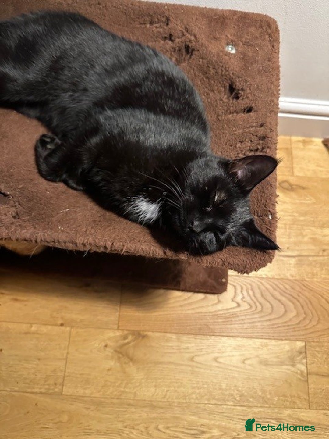 Mixed Breed cats for sale:  **  - Two beautiful twin girls  - Advert 4