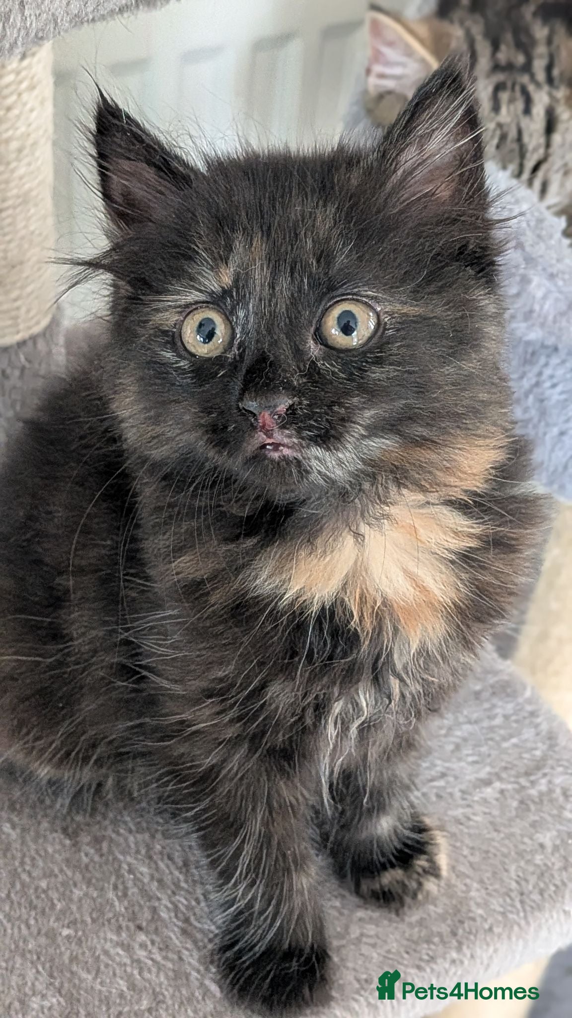 Mixed Breed cats Gorgeous kittens... 2 male and 1 female  - Advert 1