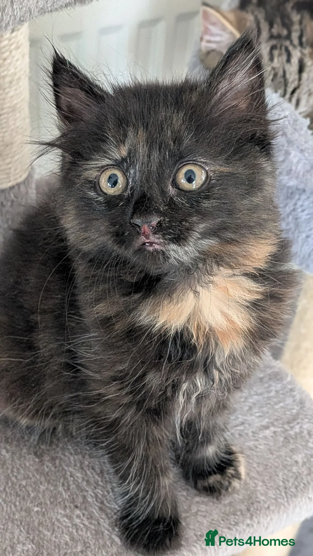 Mixed Breed cats for sale: Gorgeous kittens... 2 male and 1 female  - Advert 1