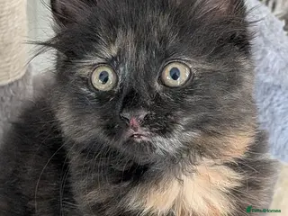 Mixed Breed cats Gorgeous kittens... 2 male and 1 female - Advert 1