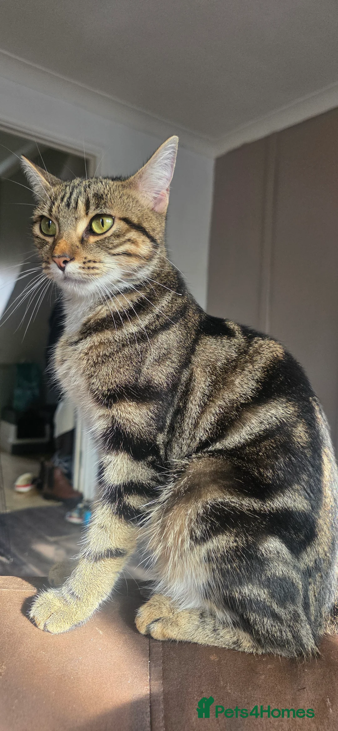 British Shorthair cats for sale: 3 beautiful kittens available - Advert 2