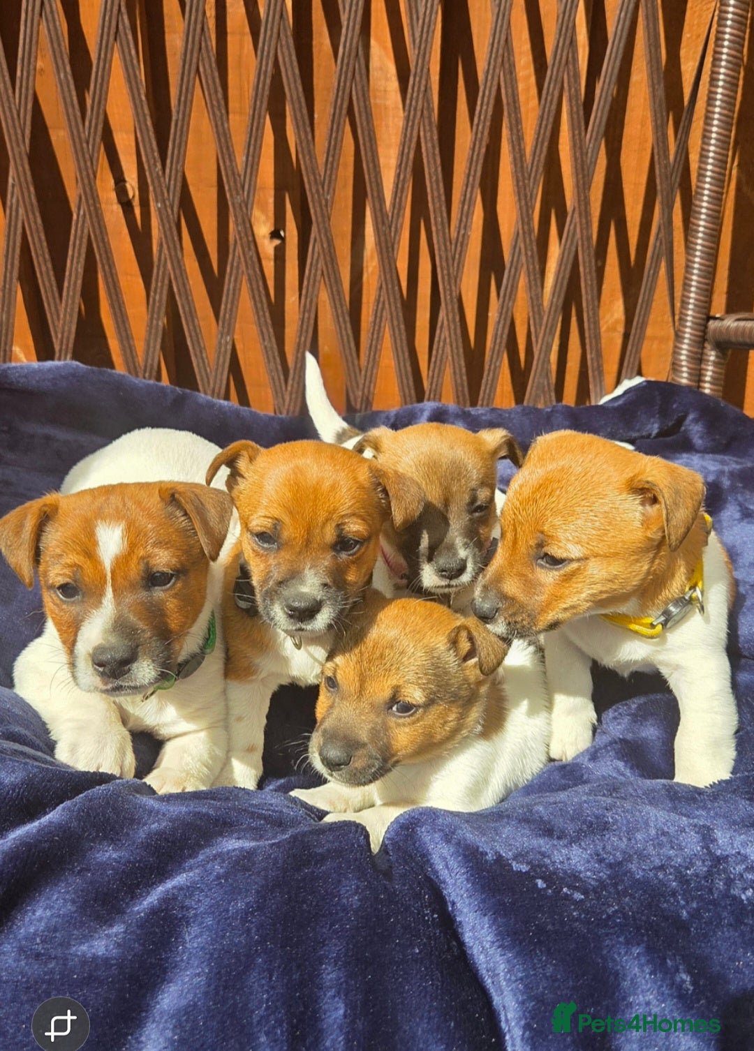 Jack Russell dogs  short leg and smooth coat jack russell puppies  - Advert 5
