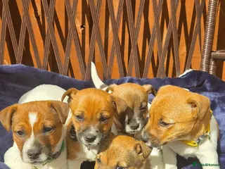 Jack Russell dogs short leg and smooth coat jack russell puppies - Advert 4