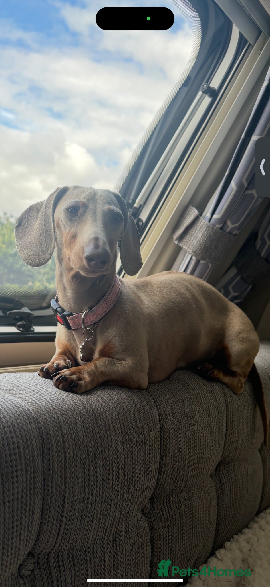 Miniature Dachshund dogs for sale: 🐾 Miniature Dachshund Puppies For Sale 🐾  - Advert 1
