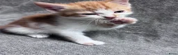 Mixed Breed cats for sale: Adorable Mixed-Breed Kittens Ready for Loving Home - Advert 15