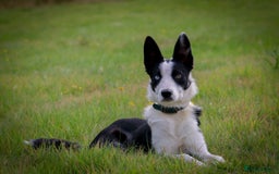 Border Collie dogs for sale: Working Border Collie Female - Started on Sheep - Image 1