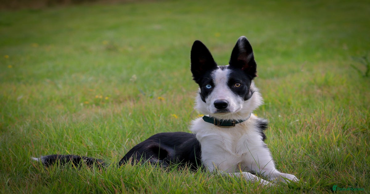 Dog Breed Short Coated Border Collie Full Size Tiny Border Collie