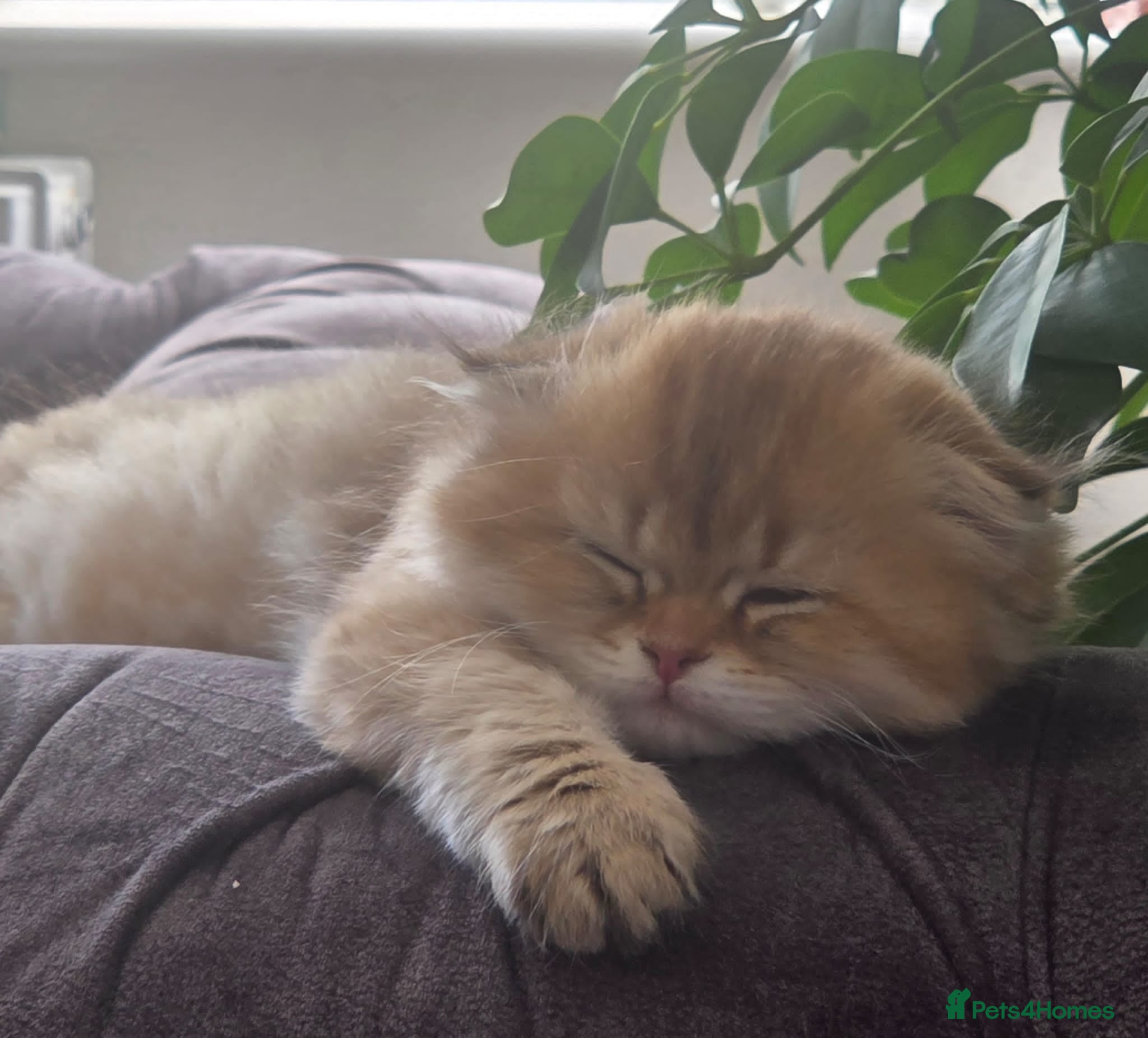 Scottish Fold cats Adorable Scottish Fold and Straight kittens 💙💜  - Advert 2