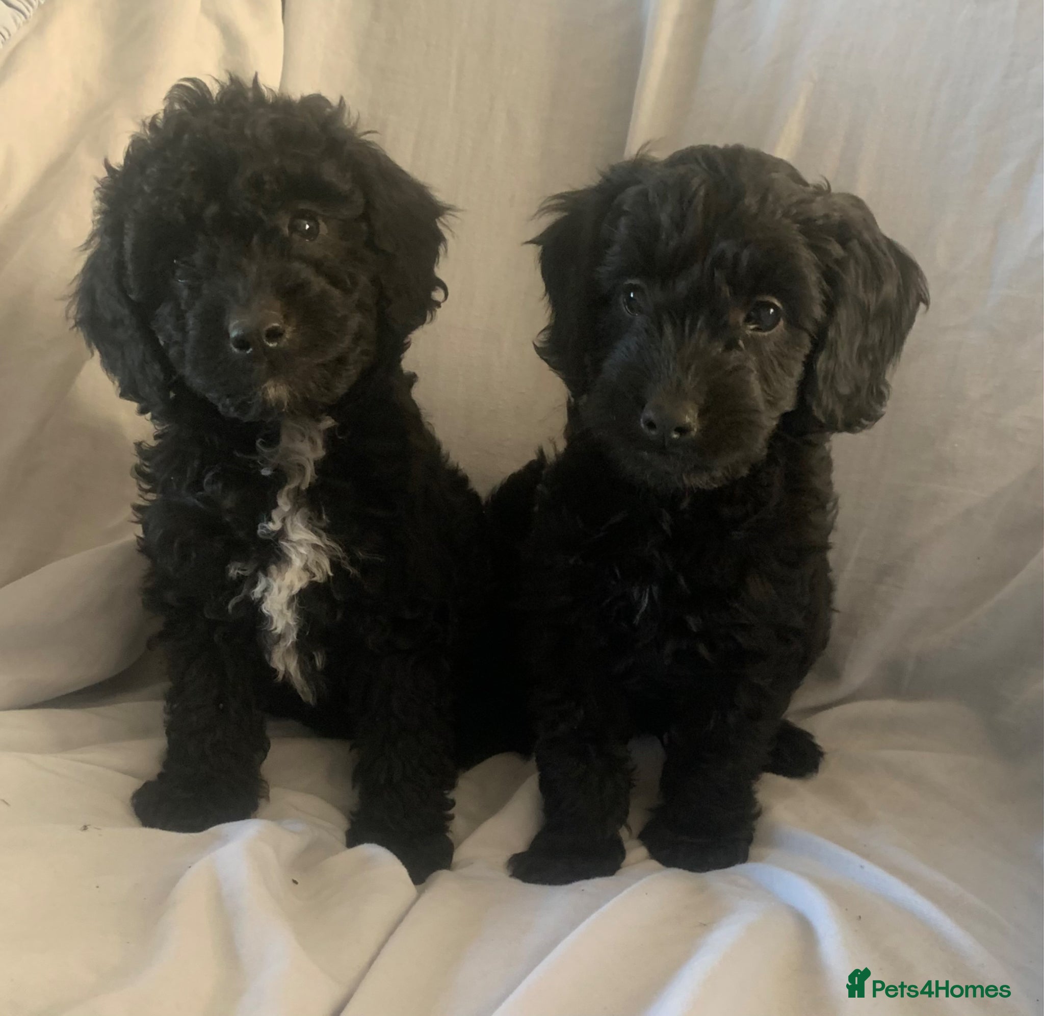 Cockapoo dogs F1b Toy cockapoo puppies  - Advert 16