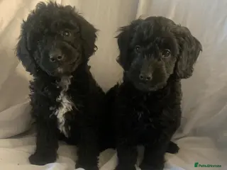 Cockapoo dogs F1b Toy cockapoo puppies - Advert 16
