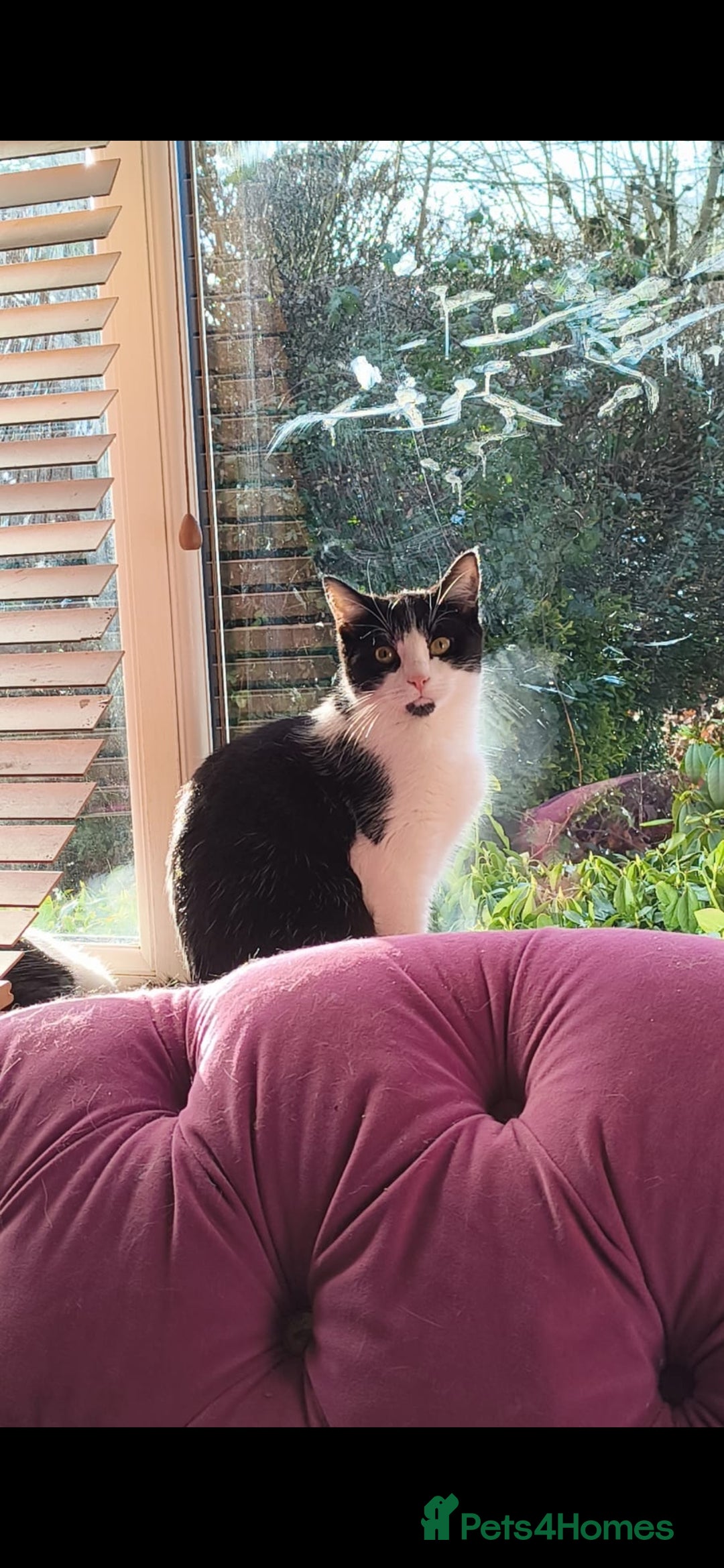 Mixed Breed cats for sale: Free female kitten - Advert 1