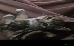 European cats for sale: Kittens ready now  - Image 9