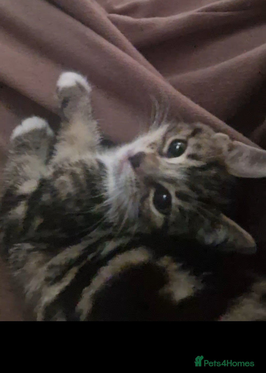European cats for sale: Kittens ready now  - Image 9