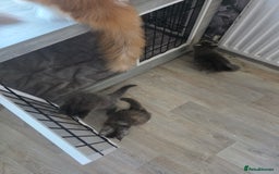 Maine Coon cats for sale: TICA REGISTERED STUNNING MAINE COON KITTENS  in Blackpool - Image 23