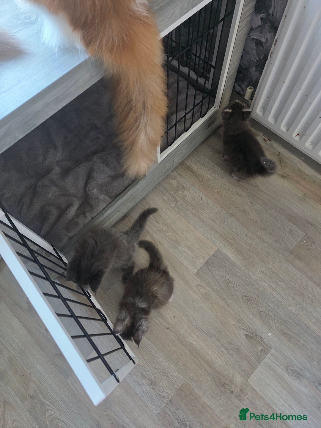 Maine Coon cats for sale: TICA REGISTERED STUNNING MAINE COON KITTENS  in Blackpool - Image 23