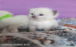 Ragdoll cats for sale: Adorable Ragdoll kittens - Image 3