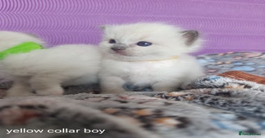 Ragdoll cats - Advert 4