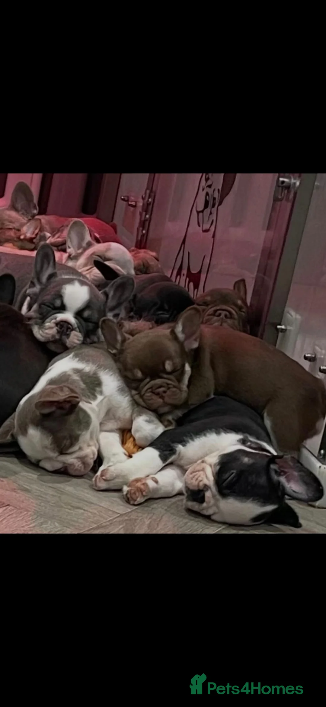 French Bulldog dogs for sale: French Bulldog Babies - Ready Now - Advert 1