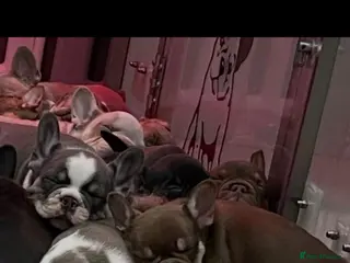 French Bulldog dogs French Bulldog Babies - Ready Now - Advert 1