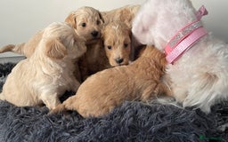 Maltipoo dogs for sale: 💗💙 **  TOY MALTIPOOS💗💙 - Image 16