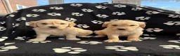 Golden Retriever dogs for sale: Kennel Club Health Tested Golden Retriever Puppies - Advert 25